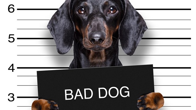 dachshund sausage dog holding a police department banner , as a mugshot photo, at police office